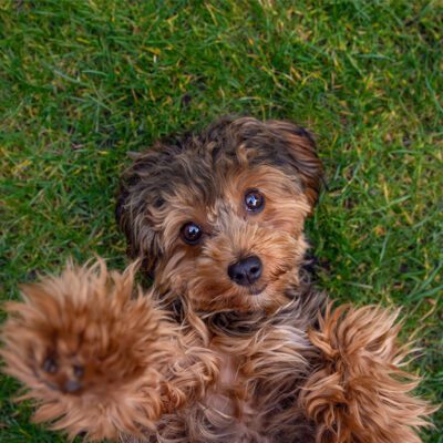 Cavapoo