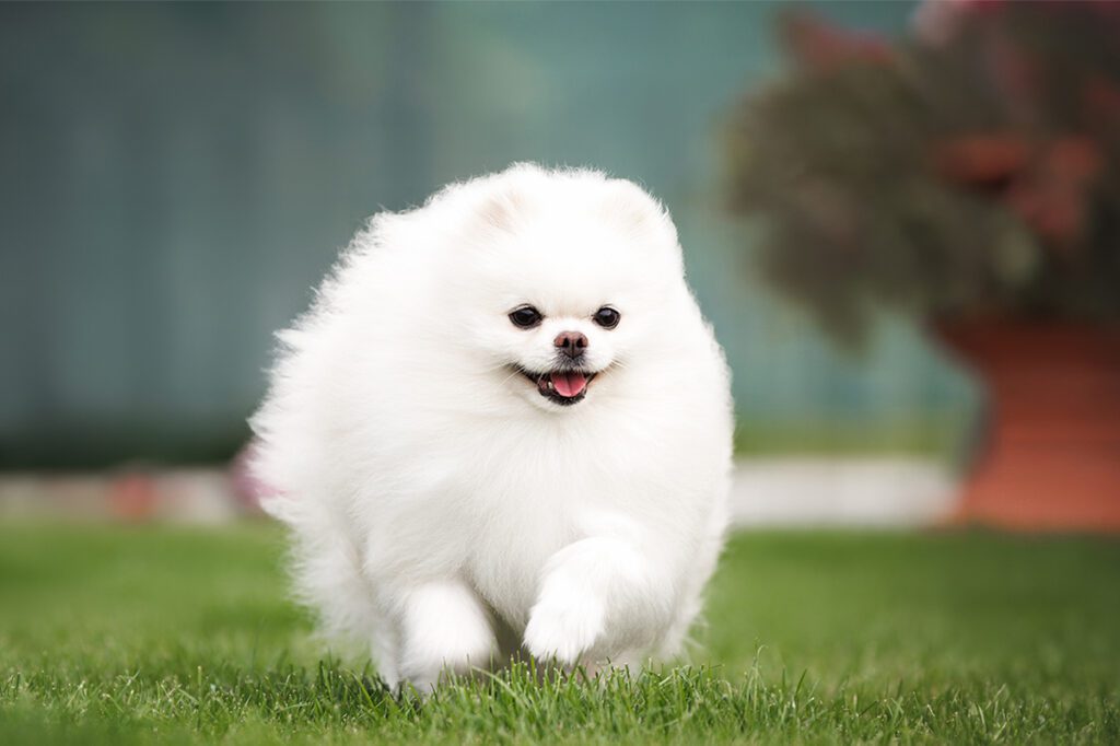 How to Adopt a Pomeranian