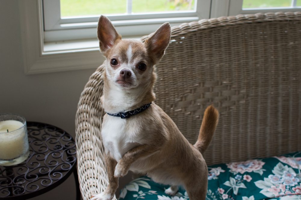 apple head chihuahua on couch indoors