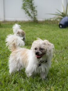Archie