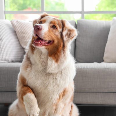 Australian Shepherd