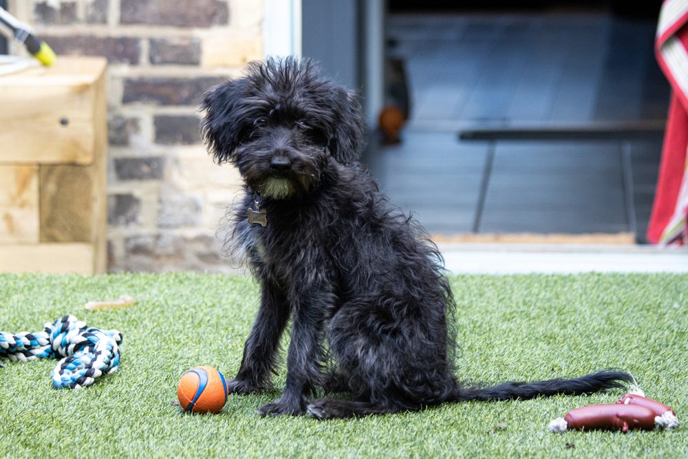 black bordoodle