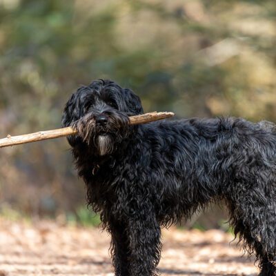 Labradoodle
