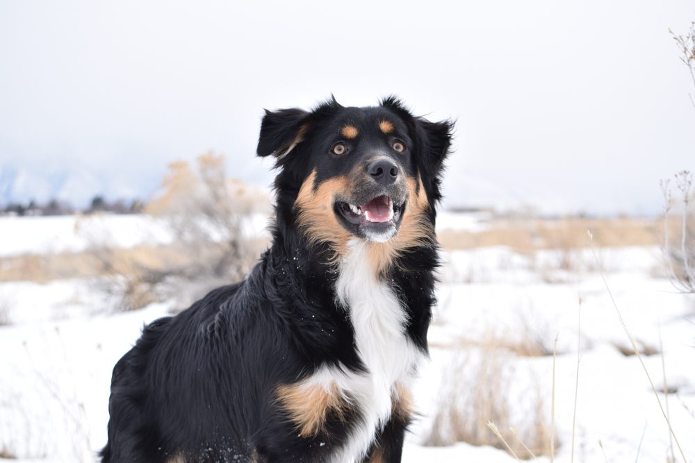 Border collie Australian shepherd mix in snow