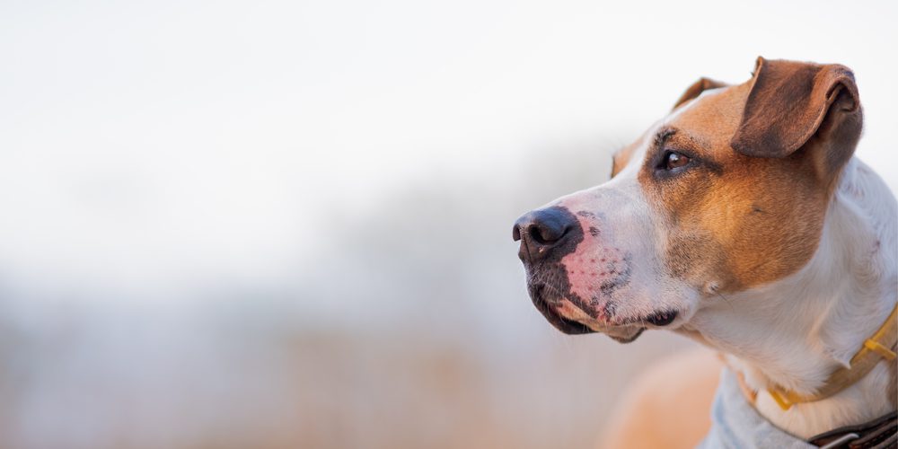 Boxer pitbull mix