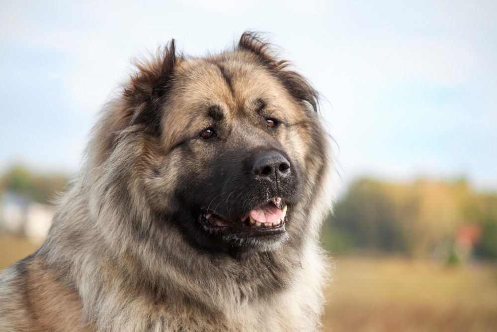 brown russian bear dog staring