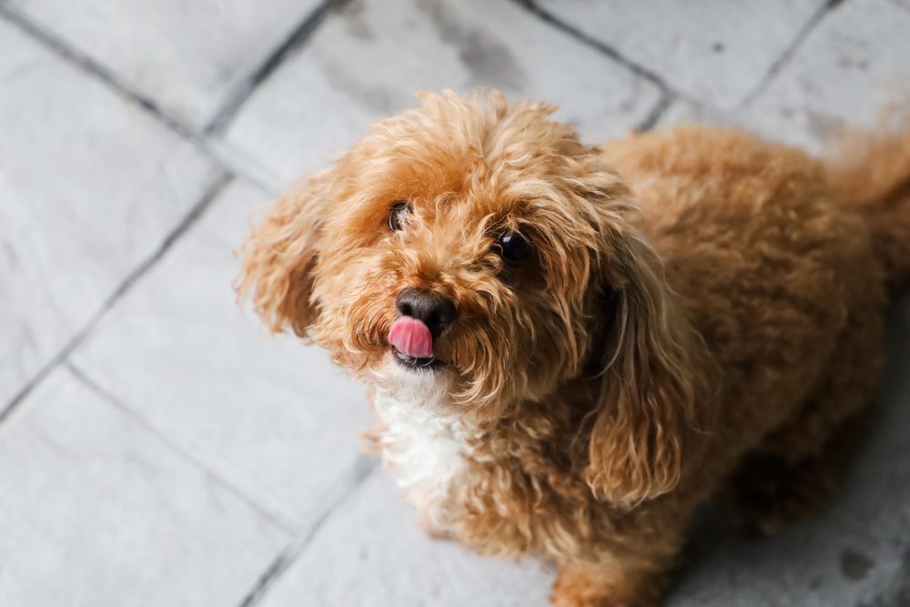 Caramel and white bichpoo licks its nose