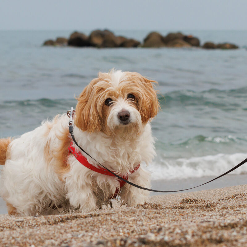 Cavachon Main 3