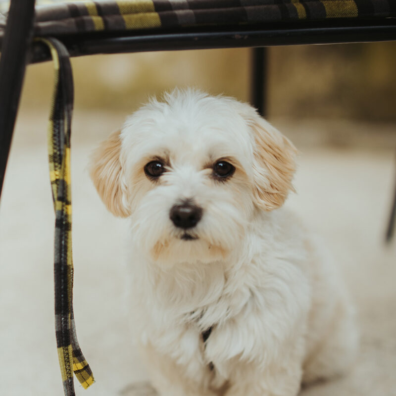 Cavachon Main 5