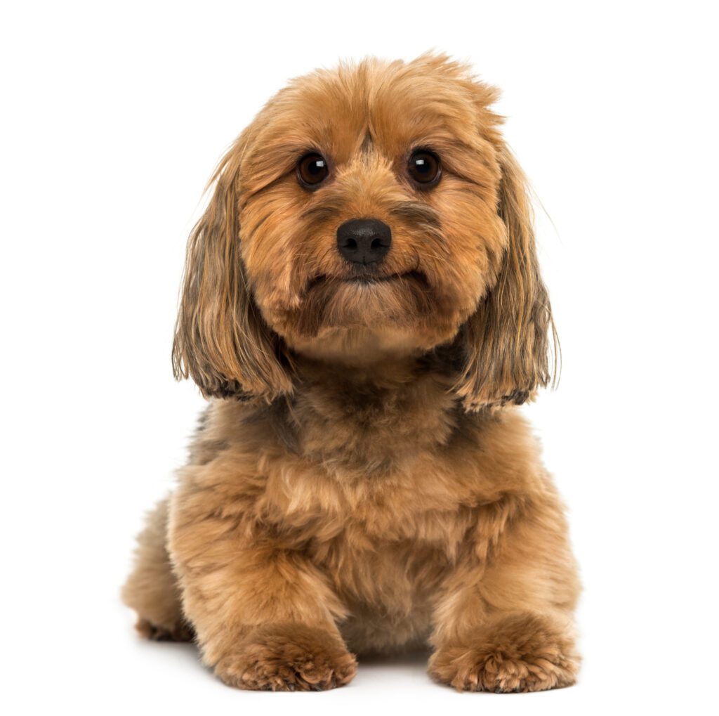How to Adopt a Cavapoo in Wyoming