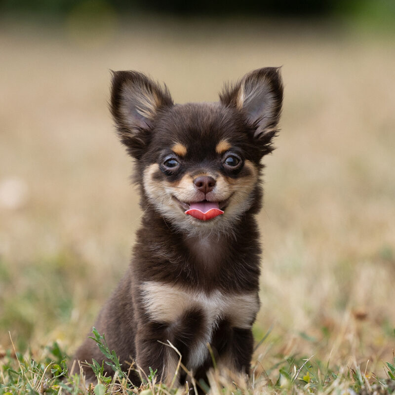 Chihuahua Main 2