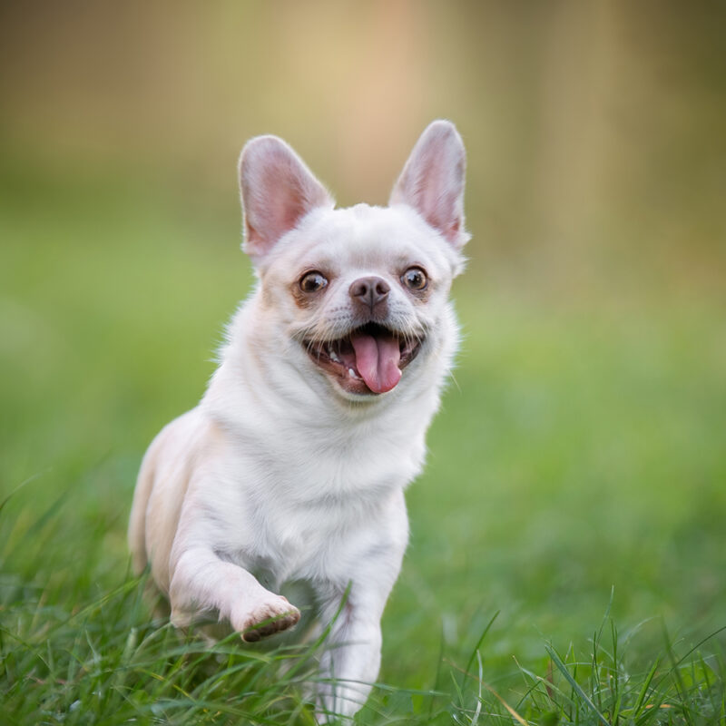 Chihuahua Main 4