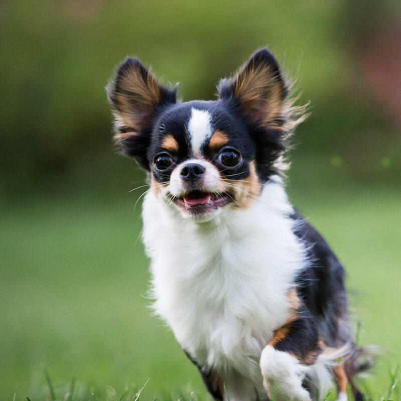 Chihuahua Main 5