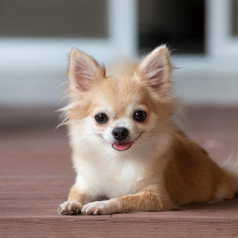 Chihuahua Main 6