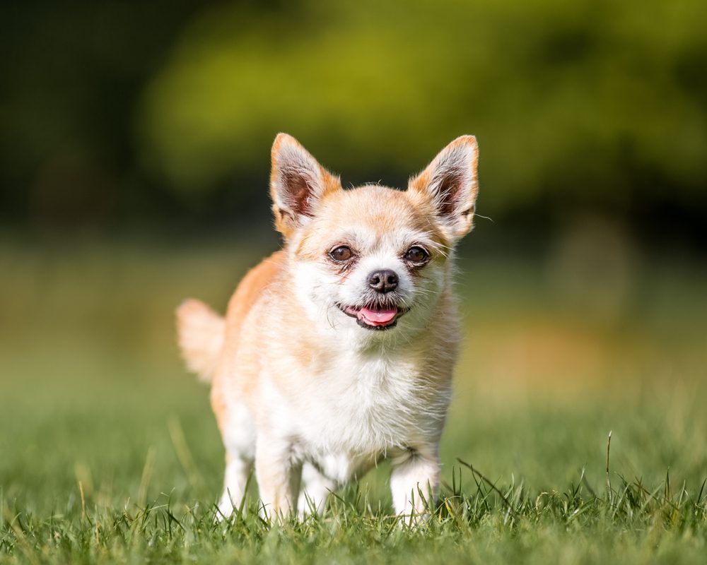 chorkie running in the grass