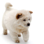 Chow Chow