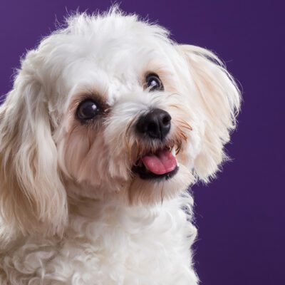 Cavachon