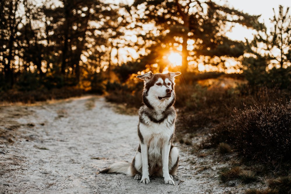 Goberian in the woods
