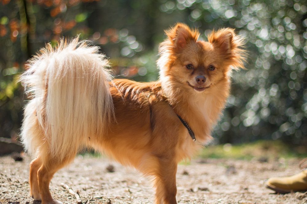 Golden pomchi in front of blurred forest background