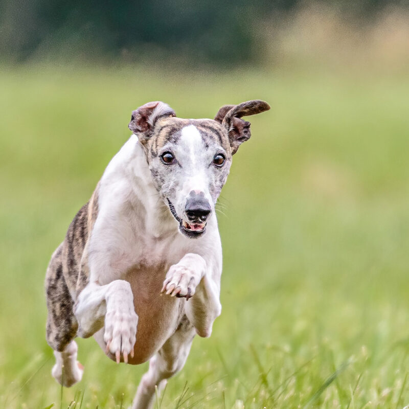 Greyhound Florida 2