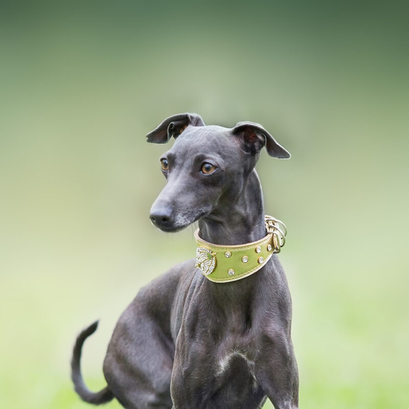 Greyhound Main 1