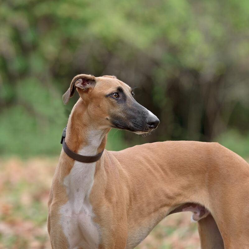 Greyhound Main 2