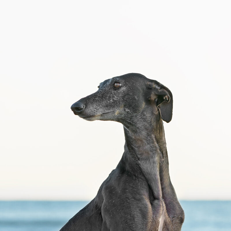 Greyhound Main 3