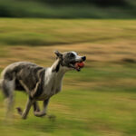 Greyhound