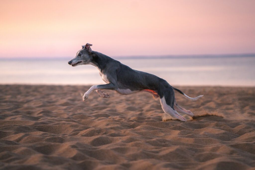 How to Adopt a Greyhound in Rhode Island
