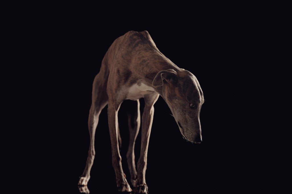 How to Adopt a Greyhound in California