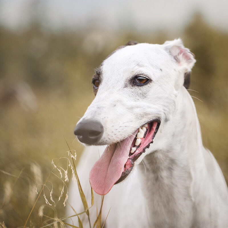 greyhound dog