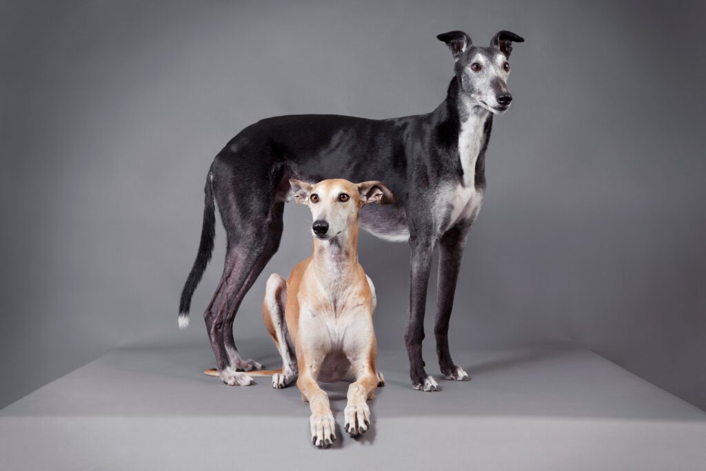 How to Adopt a Greyhound in Oregon