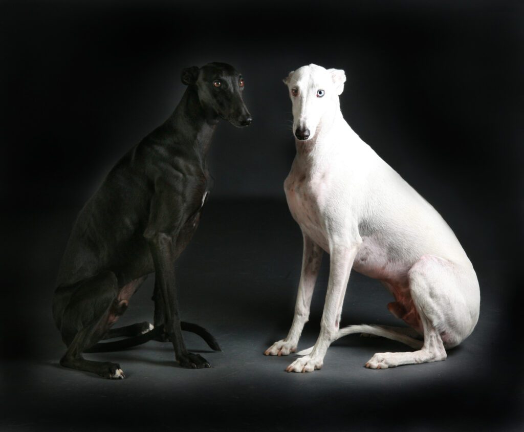 How to Adopt a Greyhound in West Virginia
