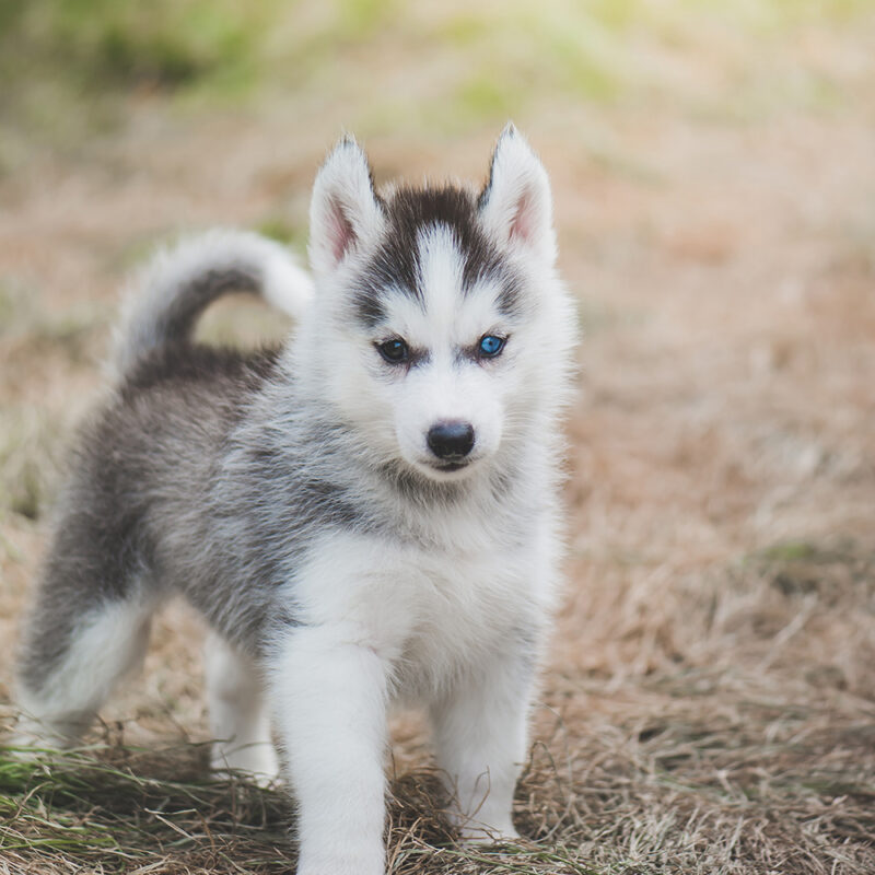 Husky Florida 2