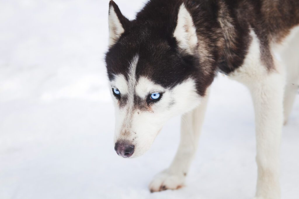 How to Adopt a Husky in Kansas