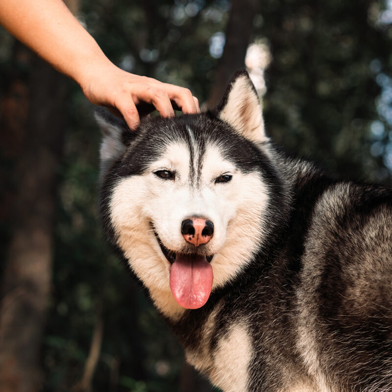 Husky Main 2