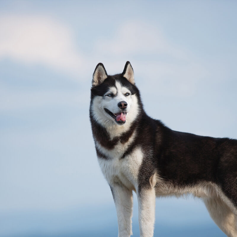 Husky Main 5