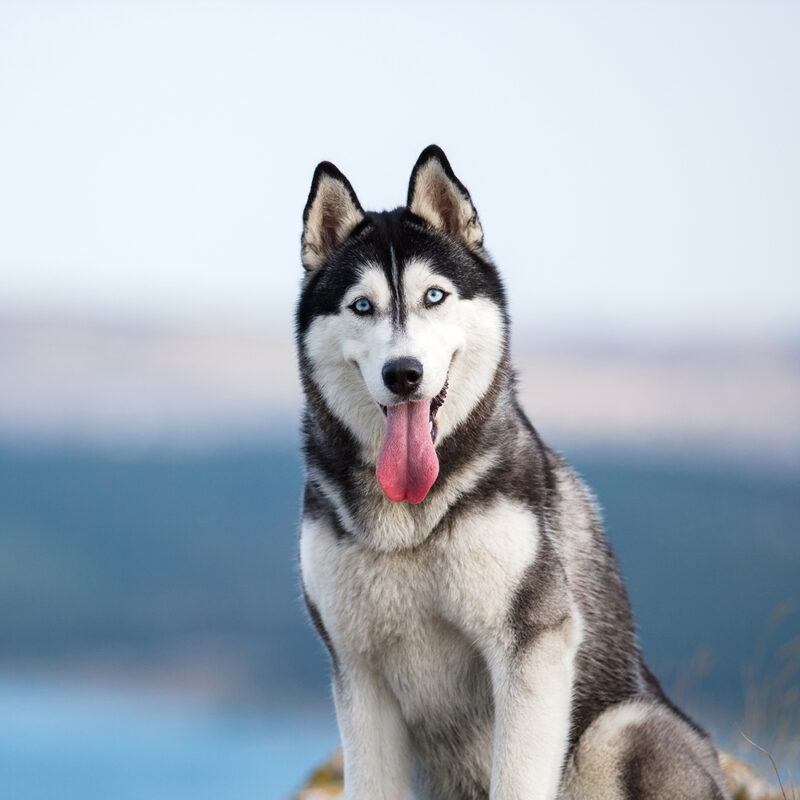 Husky Main 6