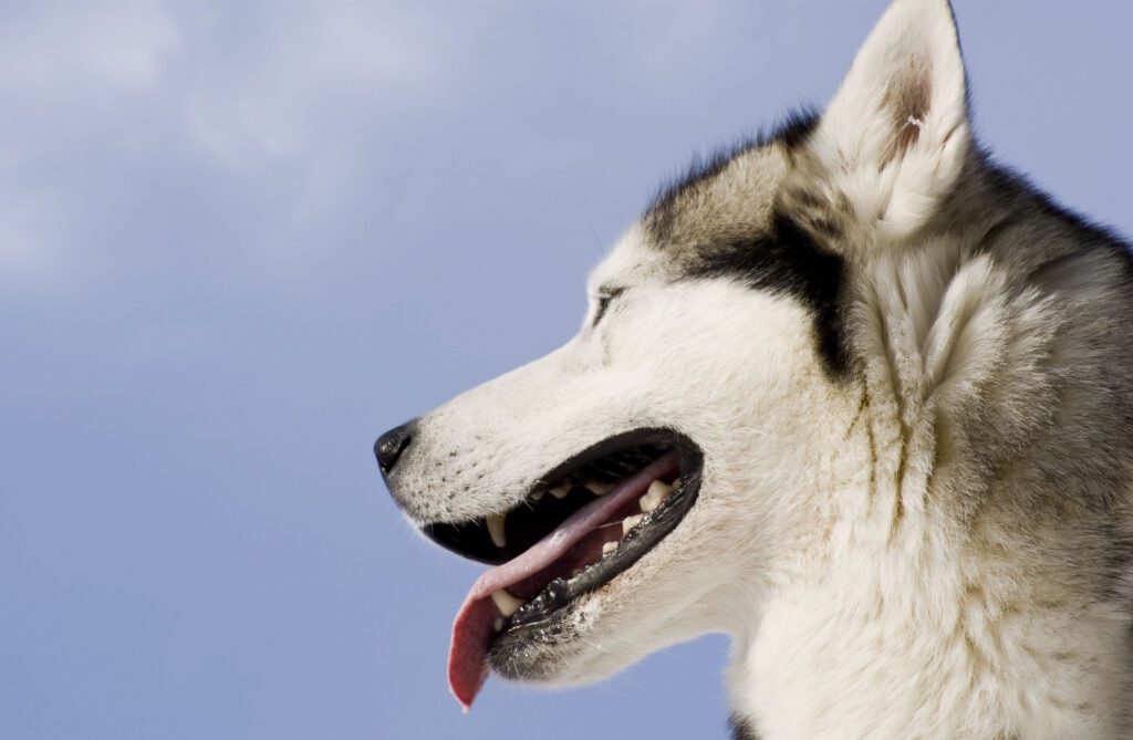 How to Adopt a Husky in Alaska