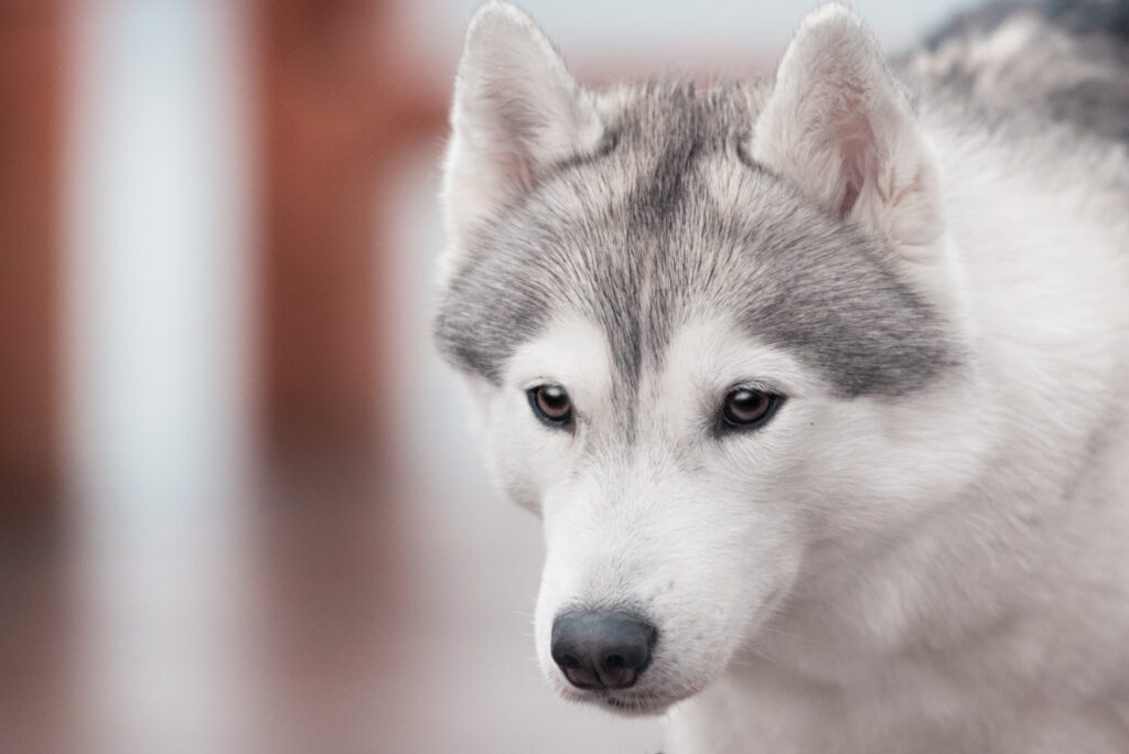 Husky Outdoors