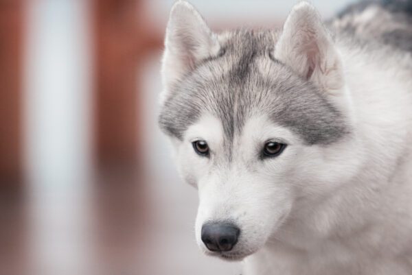 Husky Outdoors
