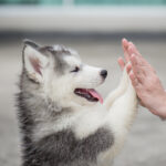 Husky