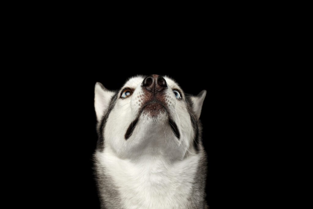 How to Adopt a Husky in Maine