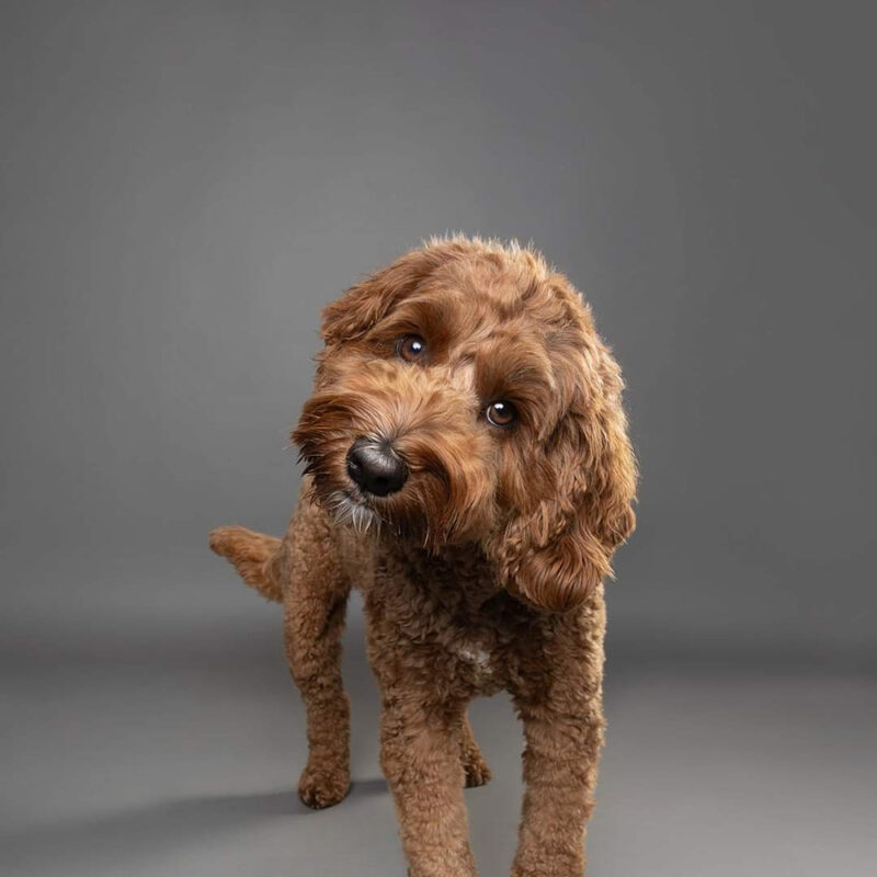 Labradoodle Main 2