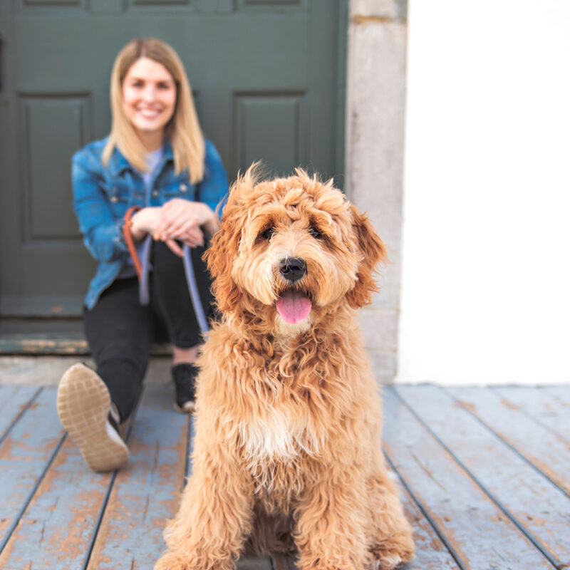 Labradoodle Main 5