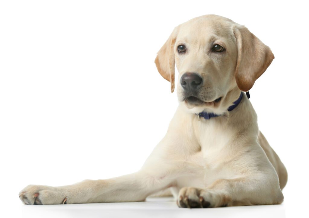 How to Adopt a Labrador Retriever in Wisconsin