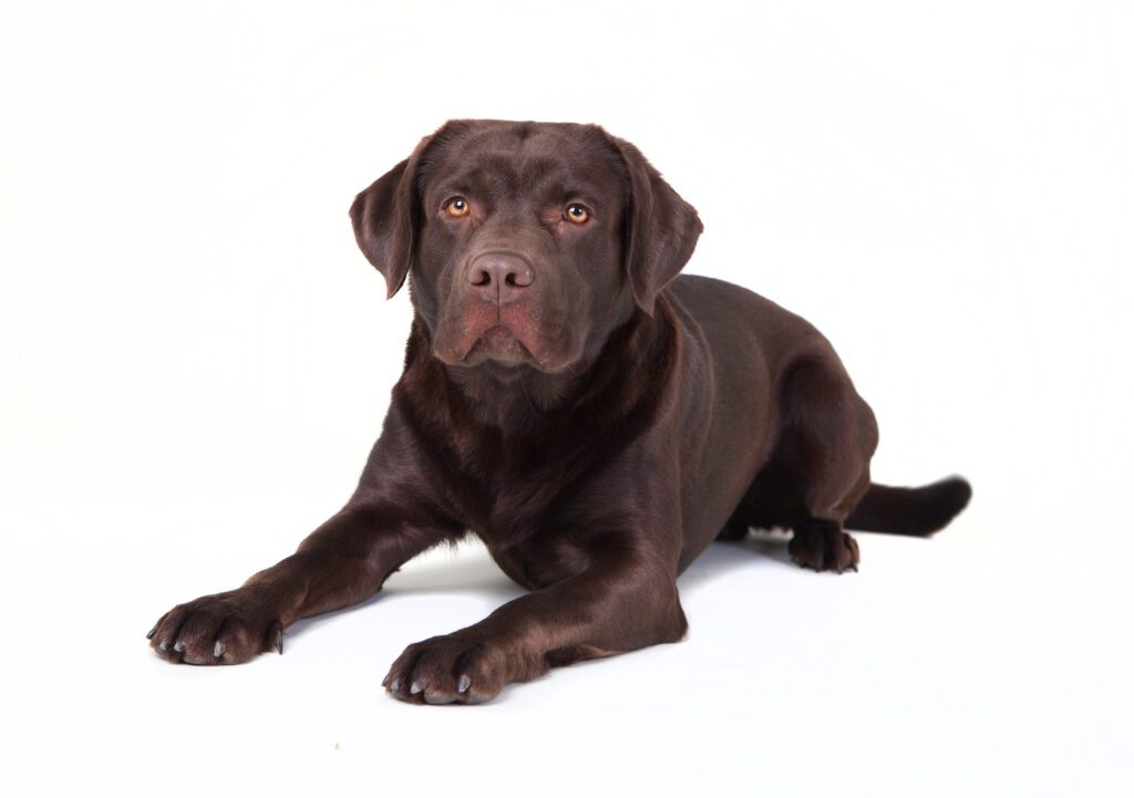 How to Adopt a Labrador Retriever in Oregon
