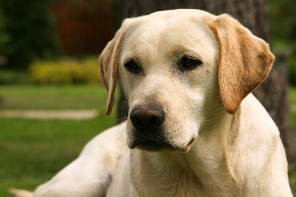 How to Adopt a Labrador Retriever in Georgia