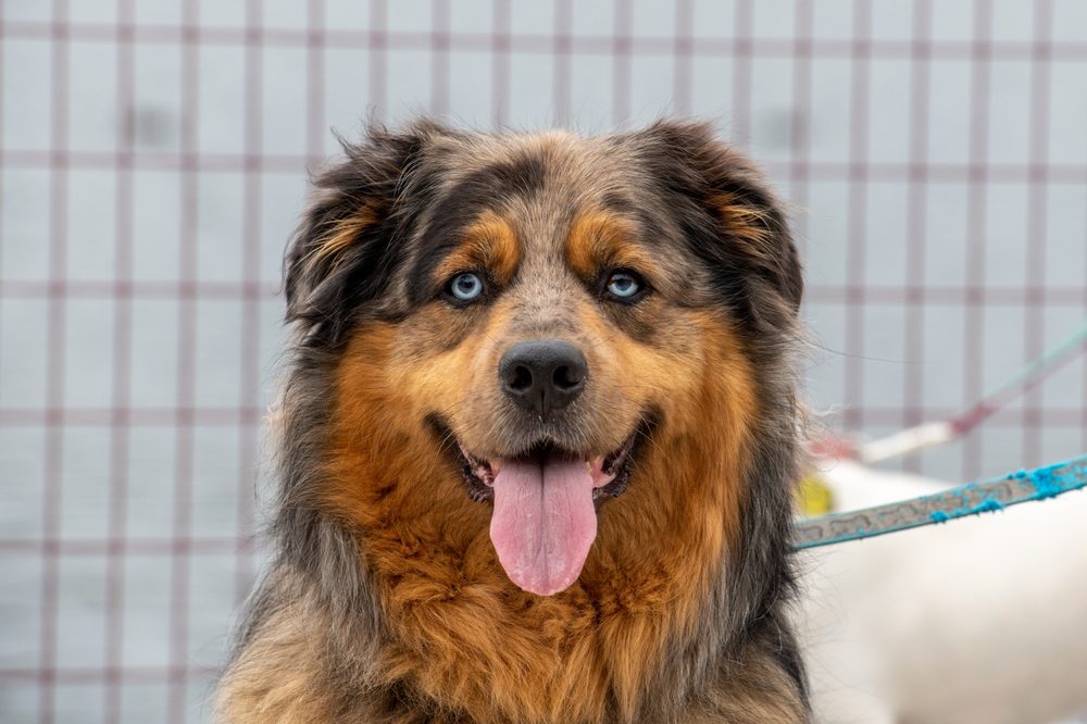 large golden shepherd