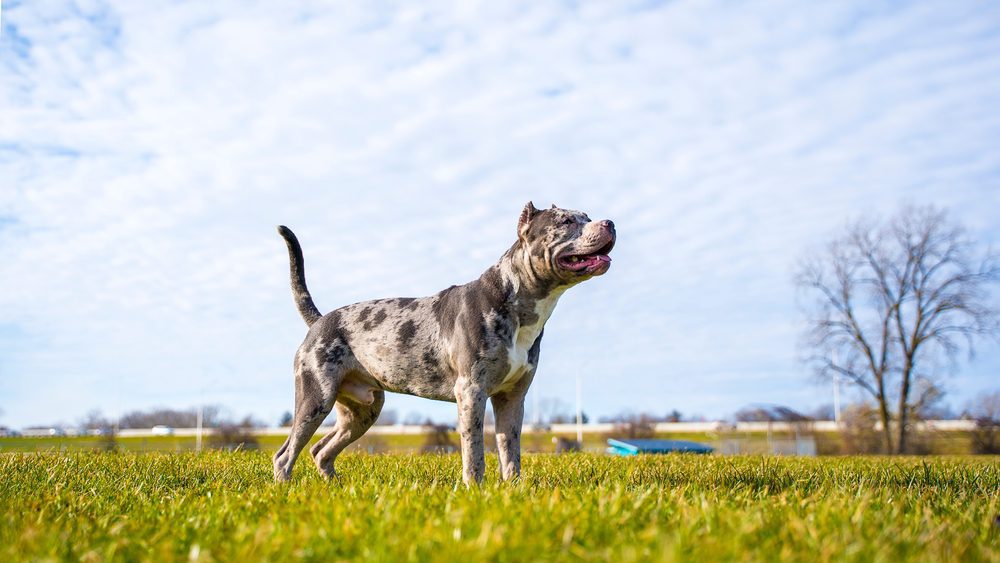 merle pitbull on green grass